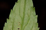 Mountain decumbent goldenrod