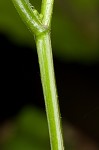 Zigzag goldenrod