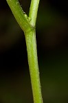 Zigzag goldenrod