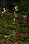 Zigzag goldenrod