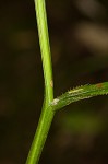 Zigzag goldenrod