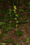 Zigzag goldenrod