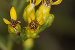 Stiff-leaved goldenrod