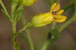 Stiff-leaved goldenrod