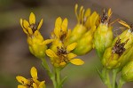 Stiff-leaved goldenrod