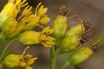 Stiff-leaved goldenrod