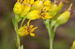 Stiff-leaved goldenrod