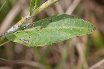 Stiff-leaved goldenrod