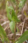 Stiff-leaved goldenrod