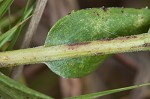 Stiff-leaved goldenrod