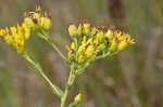 Stiff-leaved goldenrod