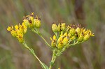 Stiff-leaved goldenrod