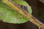 Stiff-leaved goldenrod