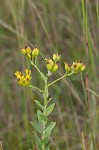 Stiff-leaved goldenrod