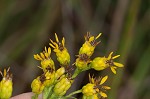 Stiff-leaved goldenrod