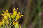 Stiff-leaved goldenrod