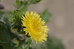 Spiney sowthistle