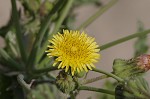 Spiney sowthistle