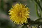 Spiney sowthistle