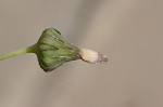 Spiney sowthistle