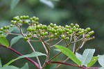 American mountain ash