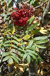 American mountain ash