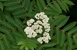 American mountain ash