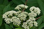 American mountain ash