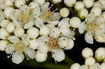 American mountain ash