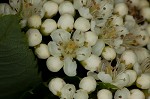 American mountain ash