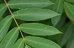 American mountain ash