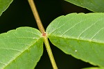 American mountain ash