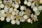 American mountain ash