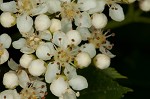 American mountain ash