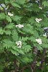 American mountain ash