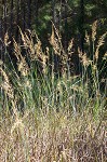 Indian grass