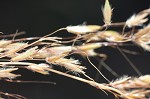 Indian grass