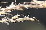 Indian grass