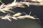 Indian grass