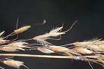 Indian grass