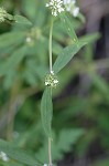 Smooth galse buttonweed
