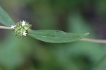 Smooth galse buttonweed