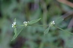 Smooth galse buttonweed