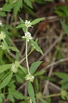 Smooth galse buttonweed