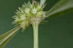 Smooth galse buttonweed