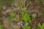 Bristly scaleseed