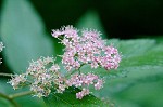 Japanese spiraea