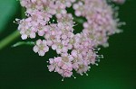 Japanese spiraea