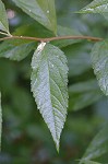 Japanese spiraea