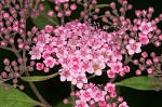 Japanese spiraea